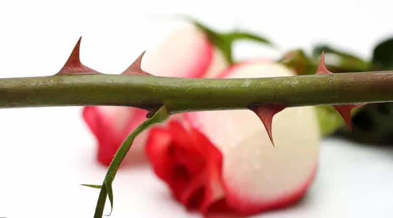 സ്നേഹമെന്നാൽ ദാരിദ്ര്യവും പരീക്ഷണങ്ങളും