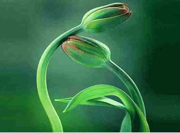 തസ്വവ്വുഫിന്റെ അന്തസത്ത:നീ നഫ്സിനെ ദമനം ചെയ്യുക, ഹഖിന്റെ താത്പര്യത്തിലാവുക