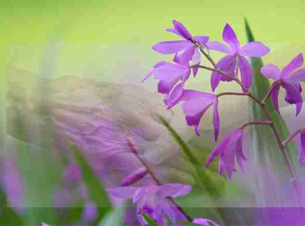 സാന്ദ്രമായ ഒരു ദു:ഖത്തിന്റെ ലോലമായ നോവ്