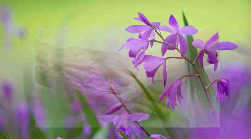 സാന്ദ്രമായ ഒരു ദു:ഖത്തിന്റെ ലോലമായ നോവ്