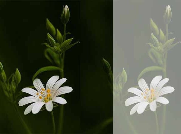 ഗുരുസന്നിധിയിൽ…