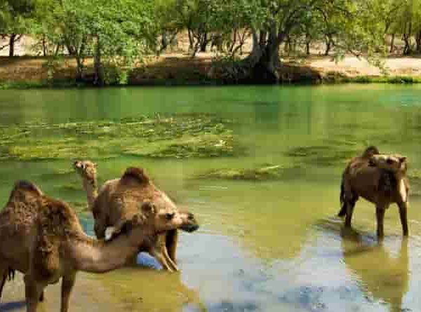 മമ്പുറം, ഫസൽ പൂക്കോയ(റ) തങ്ങൾ ഗവർണർ ആയിരുന്ന സലാല